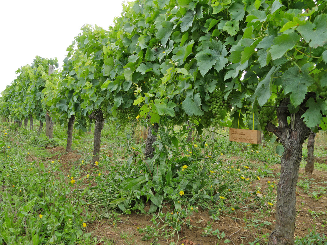 Виноградник на урожай